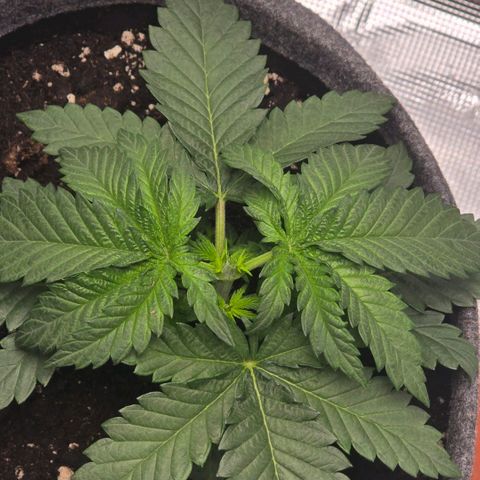 Lou growlog timeline photo
