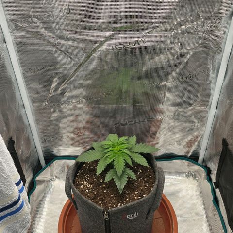 Lou growlog timeline photo