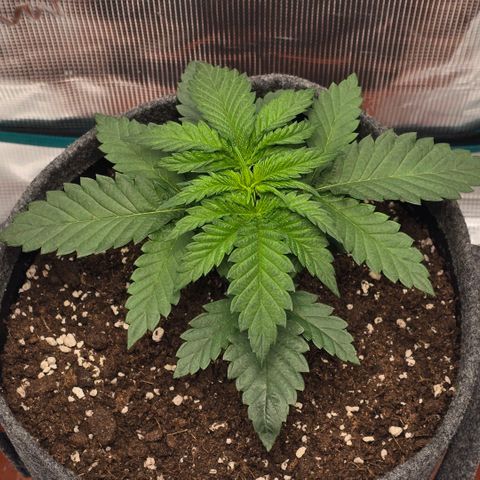 Lou growlog timeline photo