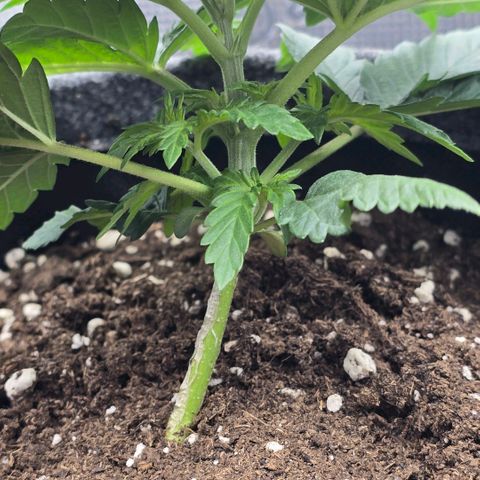 Lou growlog timeline photo