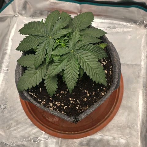 Lou growlog timeline photo
