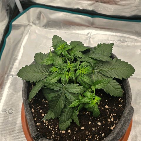 Lou growlog timeline photo
