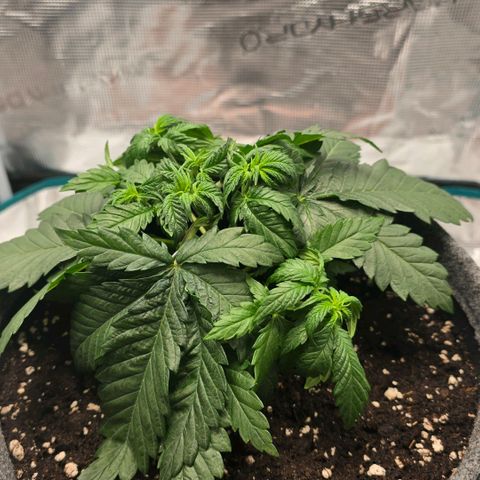Lou growlog timeline photo