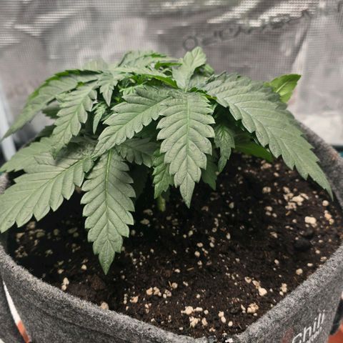 Lou growlog timeline photo