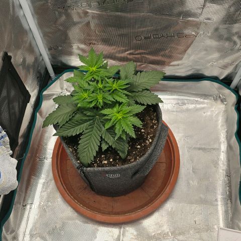 Lou growlog timeline photo