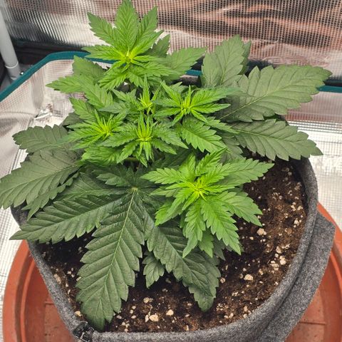 Lou growlog timeline photo