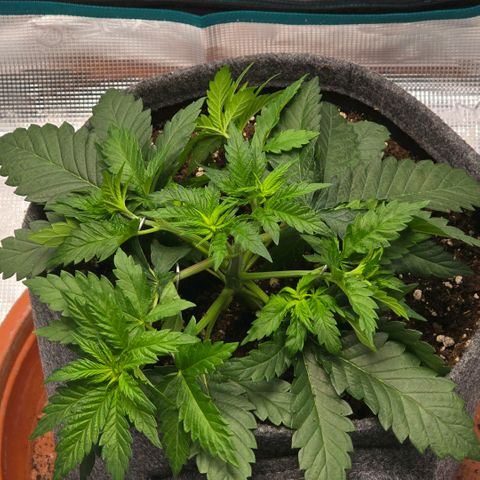 Lou growlog timeline photo