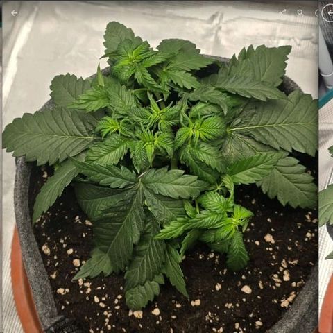 Lou growlog timeline photo