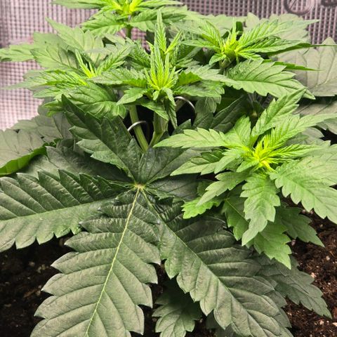 Lou growlog timeline photo