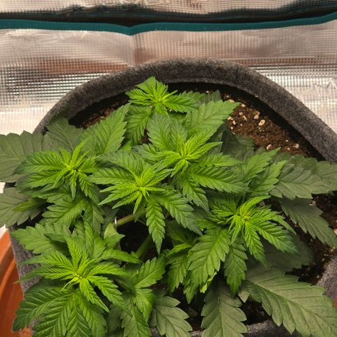 Lou growlog timeline photo