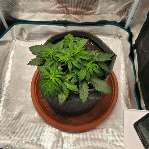 Lou growlog timeline photo