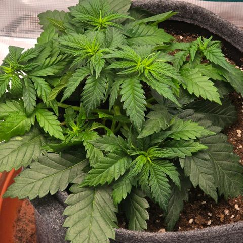 Lou growlog timeline photo