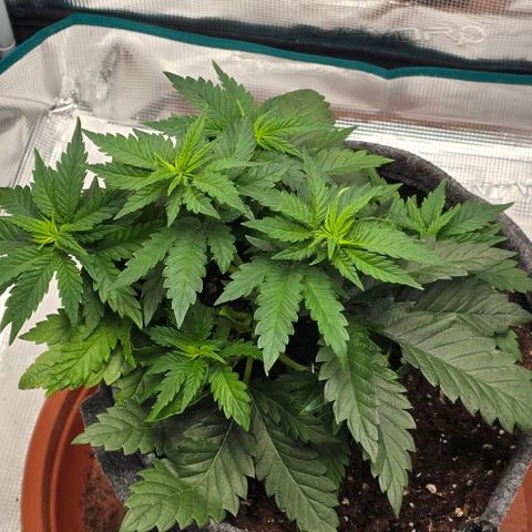 Lou growlog timeline photo
