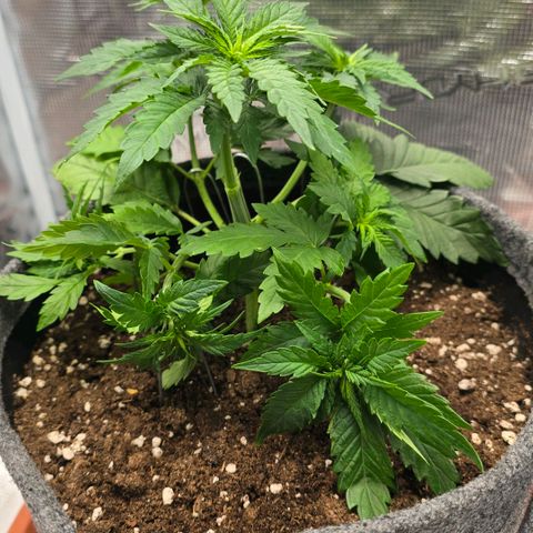 Lou growlog timeline photo