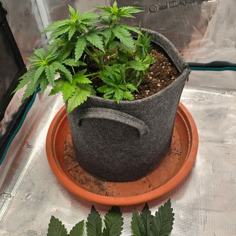 Lou growlog timeline photo