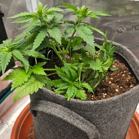 Lou growlog timeline photo