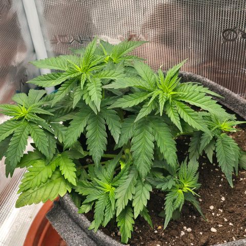 Lou growlog timeline photo