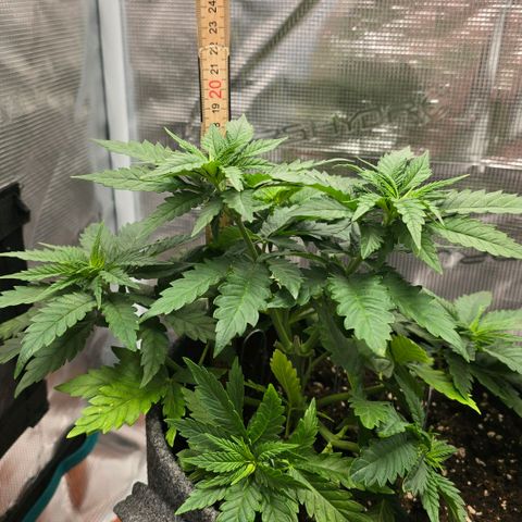 Lou growlog timeline photo