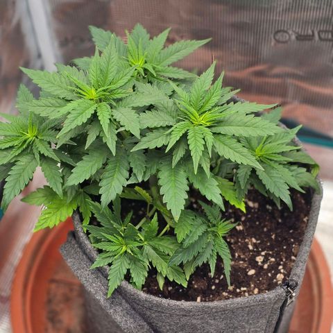 Lou growlog timeline photo