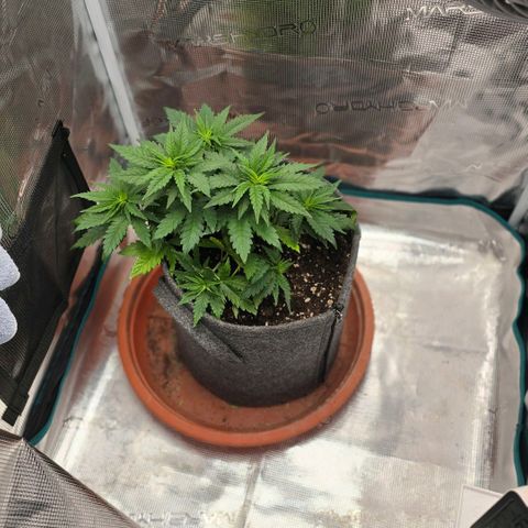 Lou growlog timeline photo