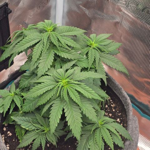 Lou growlog timeline photo