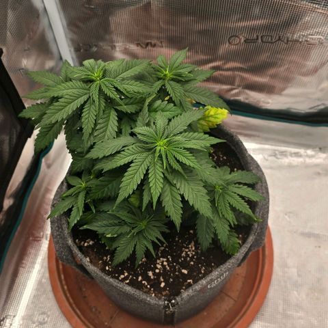 Lou growlog timeline photo