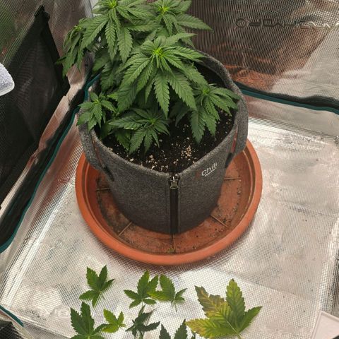 Lou growlog timeline photo