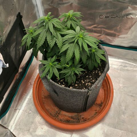 Lou growlog timeline photo