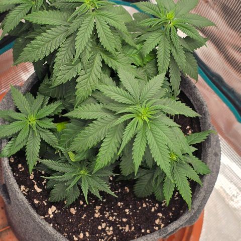 Lou growlog timeline photo
