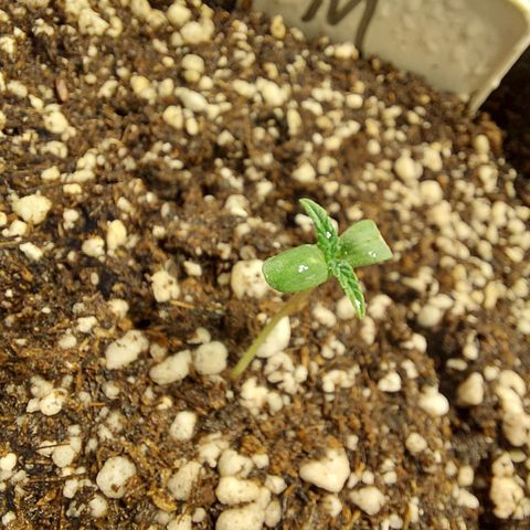 Genética desconhecida growlog photo: Dia do fert