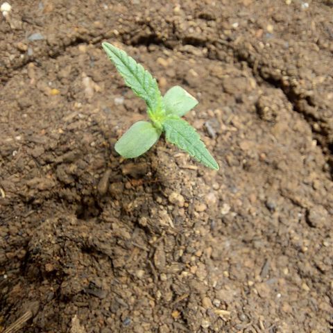 Genética desconhecida growlog timeline photo
