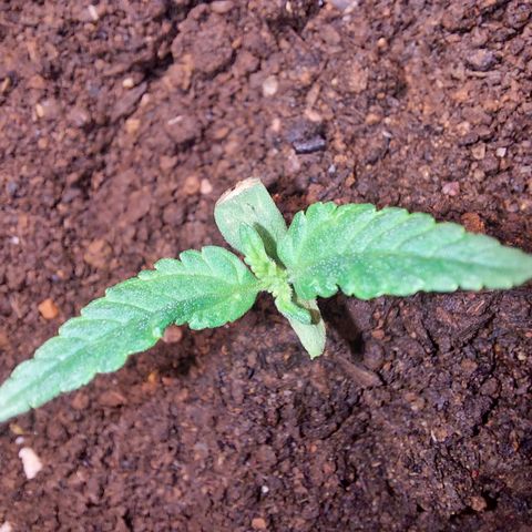 Genética desconhecida growlog timeline photo