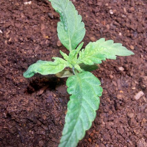 Genética desconhecida growlog timeline photo