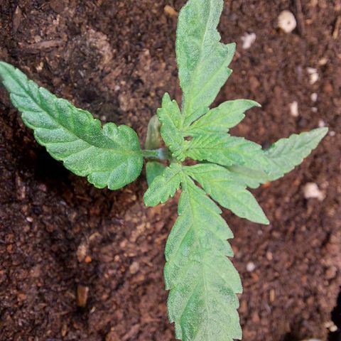 Genética desconhecida growlog timeline photo
