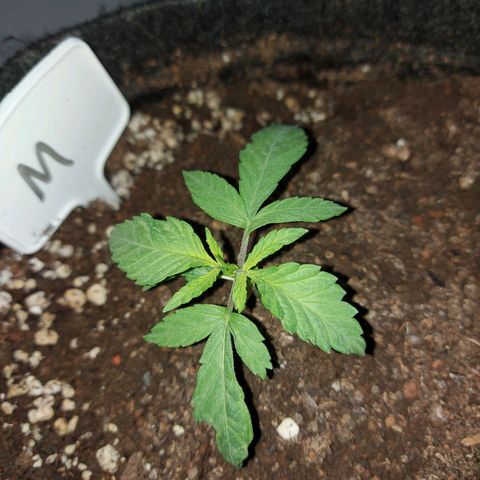 Genética desconhecida growlog timeline photo