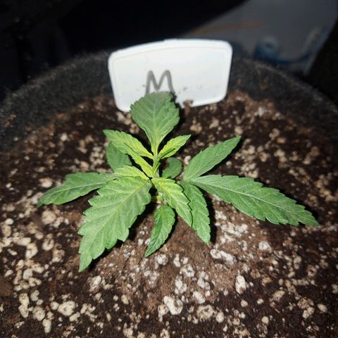 Genética desconhecida growlog timeline photo