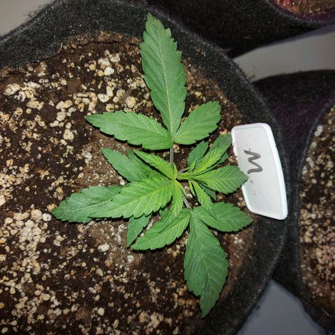 Genética desconhecida growlog timeline photo