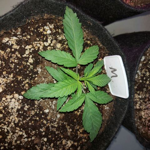 Genética desconhecida growlog timeline photo