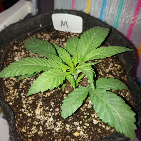 Genética desconhecida growlog timeline photo