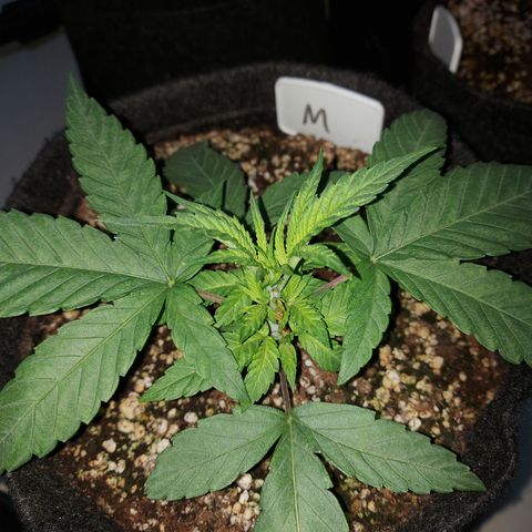 Genética desconhecida growlog timeline photo