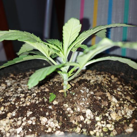 Genética desconhecida growlog timeline photo