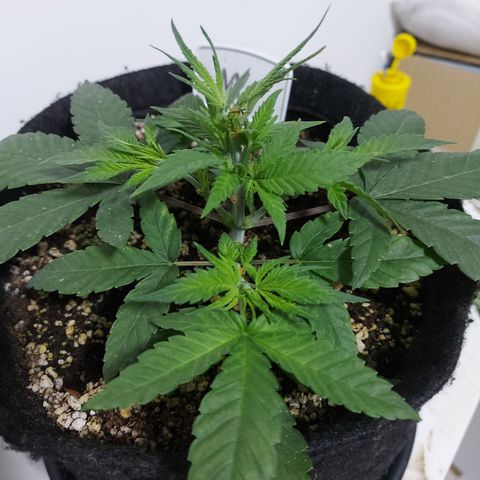 Genética desconhecida growlog timeline photo