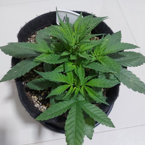 Genética desconhecida growlog timeline photo