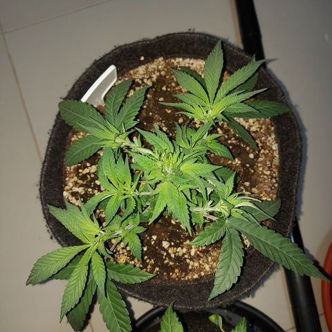 Genética desconhecida growlog timeline photo