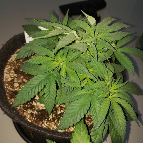 Genética desconhecida growlog timeline photo
