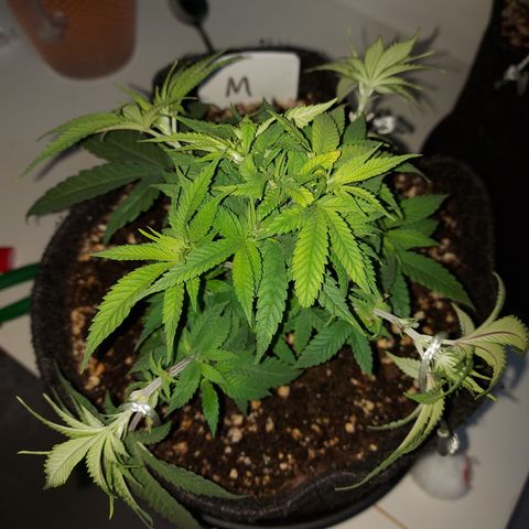 Genética desconhecida growlog timeline photo