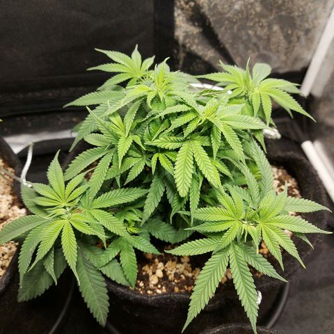 Genética desconhecida growlog timeline photo