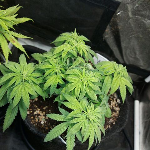 Genética desconhecida growlog timeline photo