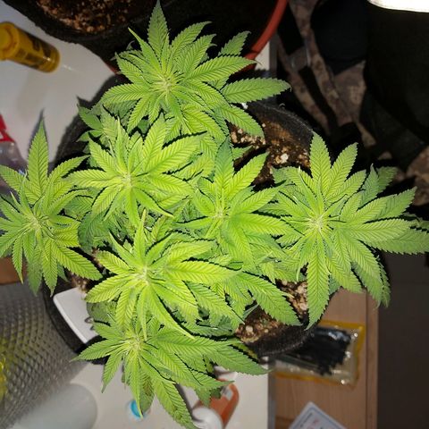 Genética desconhecida growlog timeline photo
