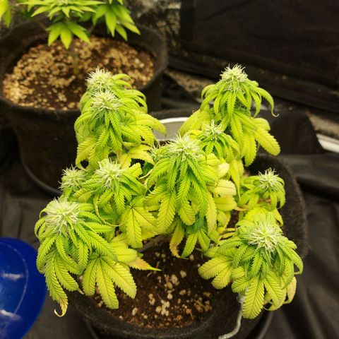 Genética desconhecida growlog timeline photo